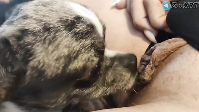 Dog girl play: bestiality tube net