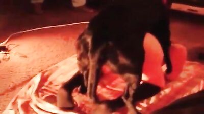 Dogs having sex: animals rape sex