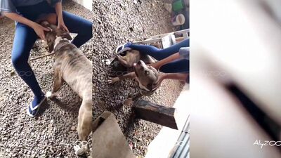Zoo horse porn: zoo sex skachat
