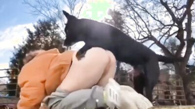 Bestiality: gay animal sex