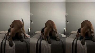 Zoo dog porn: dog anal fucking porn