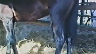 Bestiality porno: porno animal zoofilia