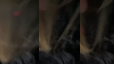Dog girl 1: 04 girl webcam dog lick pussy