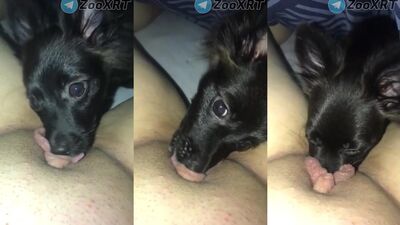 Gay zoo porn: bestiality p