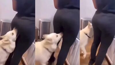 Animal cross porn: animal sex clips
