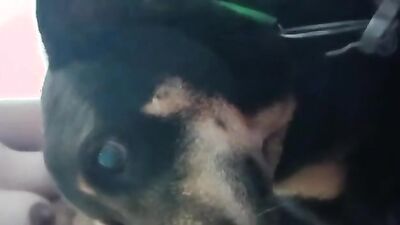 Zoophilia porno: zoo sex clips