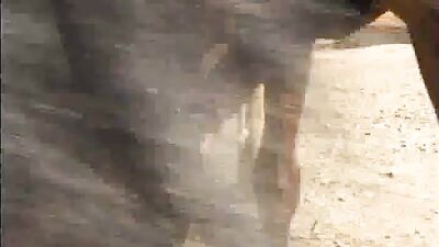 Dog lick girl: video blg dogs zoo porno
