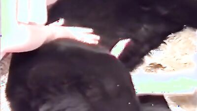 Zoo porn video: xxx comix bestiality