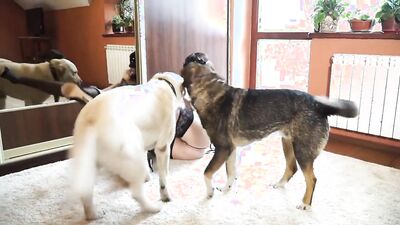 Zoo porn: japanese dog sex