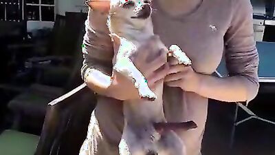 Dog fuck girl: vintage zoo porn scene