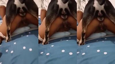3d dog sex: zoo sex cum