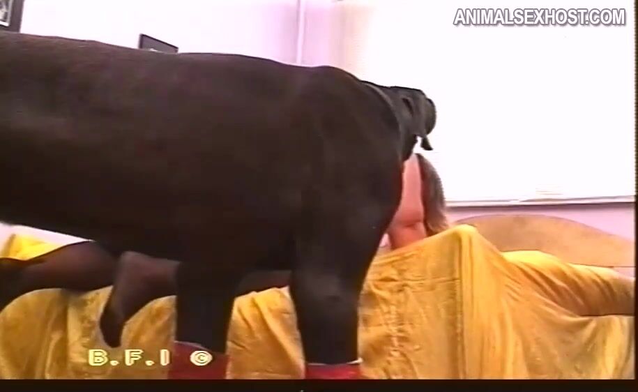 Girls s dogs: 3d animal porn comics