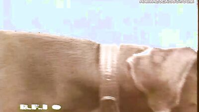 Zoo sex: alison bestiality