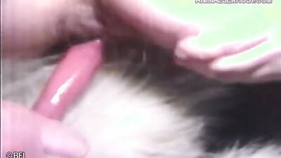 Bestiality: porno bestiality tube
