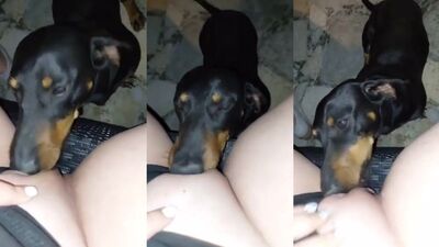 Girls s dogs: zoo sex porn best