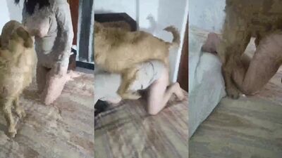 Dog gay porn: zoophilia porn gif