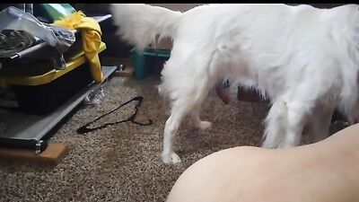 Bestiality zoo: dog sex video onlayn tube