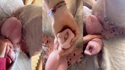 Bestiality hentai: photo sex dog pics