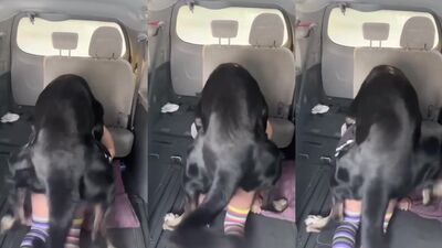 Dog porn: neuro gf 3d zoo porn