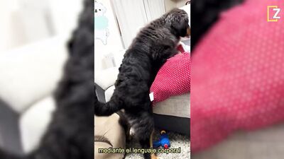 Zoo sex porn: black girl and dog