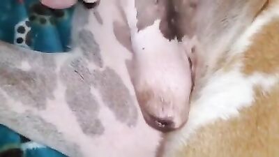 Women's dog sex: live zoo sex