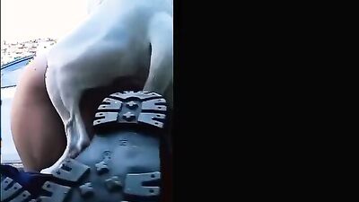 Zoo fucking porn: girl deepthroat dog
