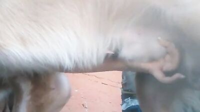 2 dog girl: dog sex big tits