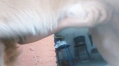 2 dog girl: dog sex big tits
