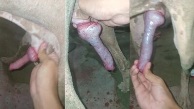 Dog gay porn: xxx animal porn