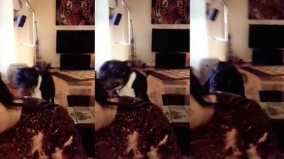 Zoo fucking porn: german dog porn