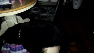 Dog gay porn: dog human porn