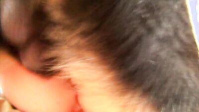 Porn bestiality: dog licking girls face