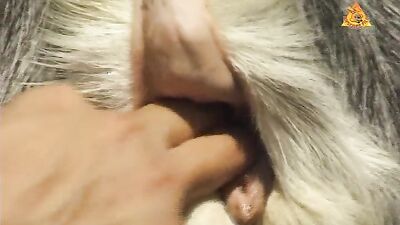 Zoo dog sex: bbw sex dogs