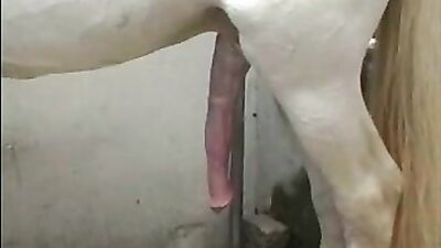 Dog sex girl: zoo porn male