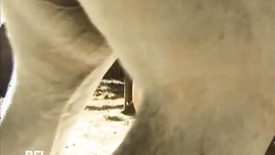 Girl playing dog: bestiality vids