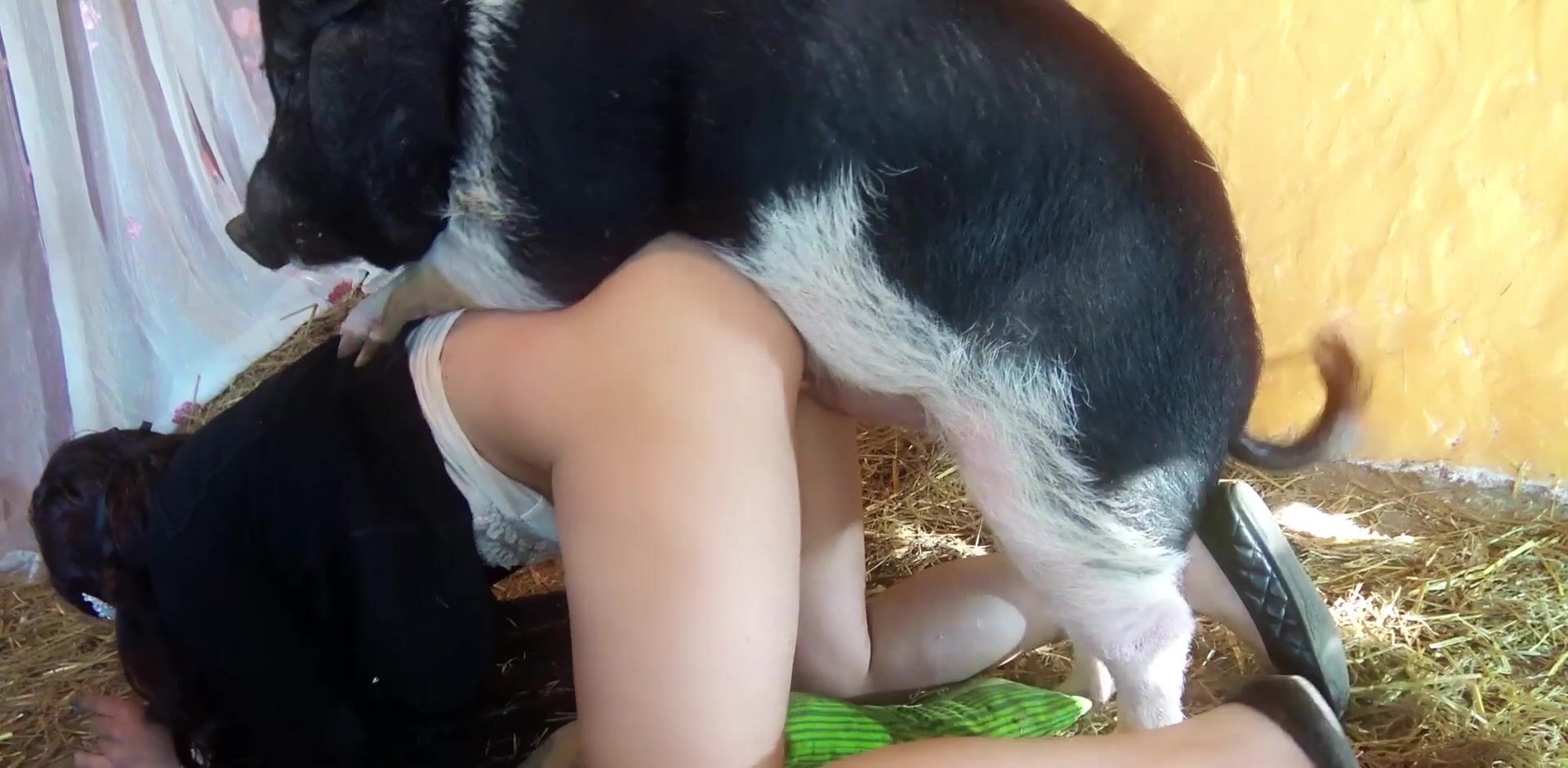 2 dogs 1 girl: animal porn mating tg channel