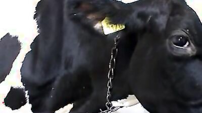 Zoophilia video: zoo porn nylon