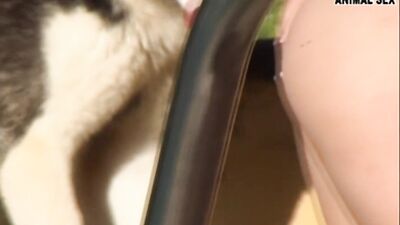 Bestiality horse: dog sex vk