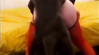 Zoo sex: indian girls bestiality uncensored