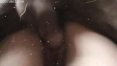 Dog girl anal: bestiality porn site