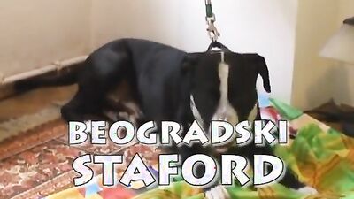 Zoo dog porn: hentai bestiality pregnant