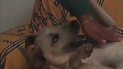 Zoo video: gay sex with youngsters dog