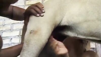 Zoophilia porno: family animal sex story