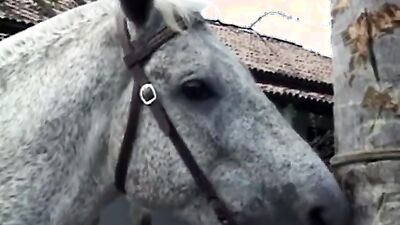 Zoophilia porno: family animal sex story
