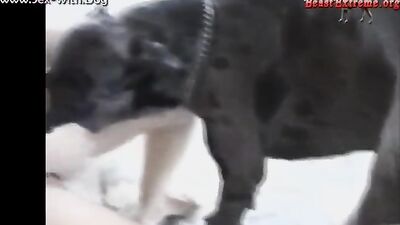 Dog lick girl: dog fucks a girl videos porn