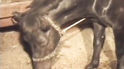 Dog teen girls: telegram sex 18 dog xxx
