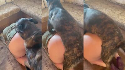 Bestiality porn: teens zoo dog sex