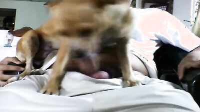 Dog porn: bestiality zoo porno