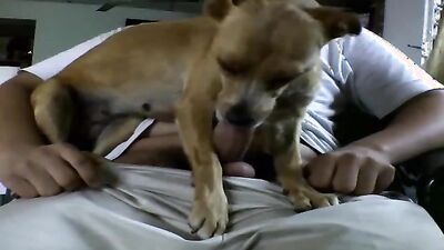 Dog porn: bestiality zoo porno