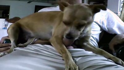 Dog porn: bestiality zoo porno
